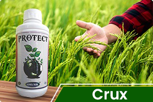 Crux